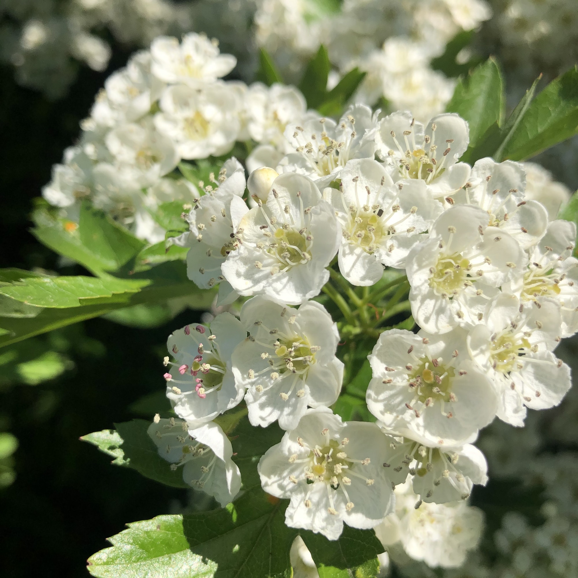 Hawthorn: The Tree of May - Living in Season