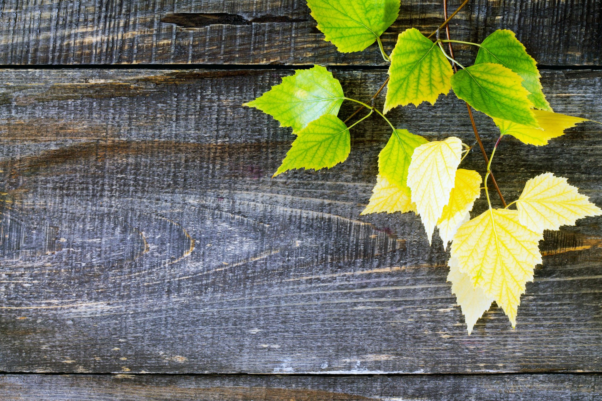 Autumn birch leaf on a wooden background